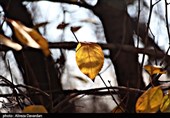 طبیعت زیبای پاییزی در اردبیل + تصاویر
