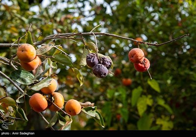 برداشت خرمالو قصرالدشت -شیراز