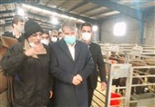 وزیر جهاد کشاورزی از مرکز اصلاح نژاد دام سبک در زنجان بازدید کرد