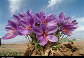 چالش &quot;قاچاق پیاز زعفران ایرانی&quot; پایان ندارد/ ورود فقط 13 درصد زعفران تولیدی با &quot;برند ایرانی&quot; به بازارهای جهانی