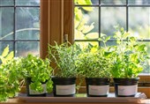 نگهداری گیاهان خانگی چه تأثیری در سلامتی دارد؟