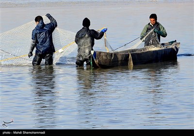 صید ماهی گرم‌‏آبی در تالاب عشق آباد- ری