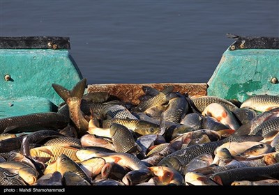 صید ماهی گرم‌‏آبی در تالاب عشق آباد- ری