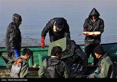 صید ماهی گرم‌‏آبی در تالاب عشق آباد- ری