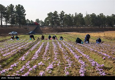 برداشت زعفران در مبارکه اصفهان