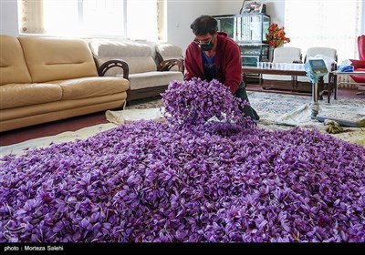 برداشت زعفران در مبارکه اصفهان