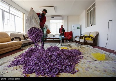 برداشت زعفران در مبارکه اصفهان
