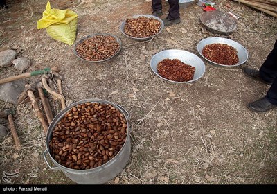 کاشت بذر بلوط و بادام در جنگلهای زاگرس