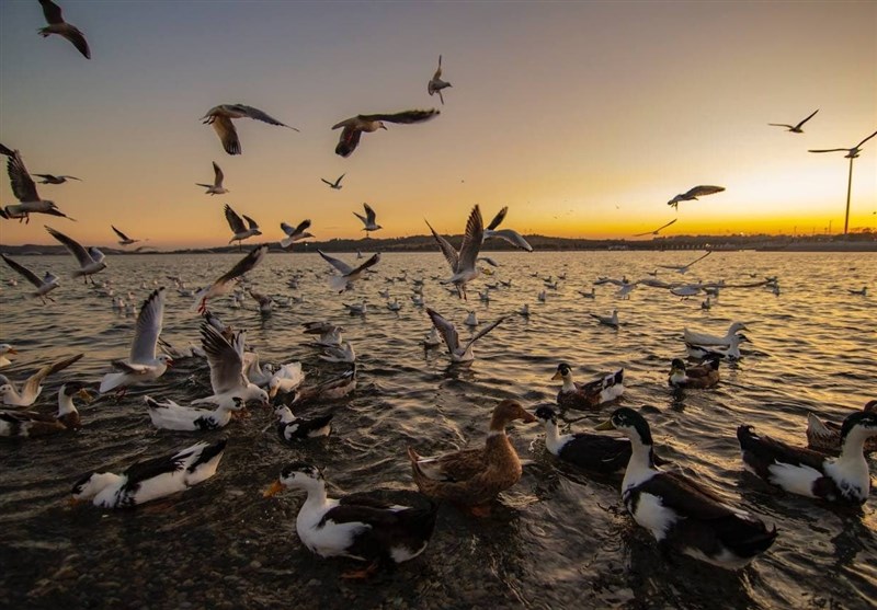 دریاچه شهدای خلیج فارس میزبان پرندگان مهاجر+ تصاویر