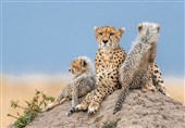18 یوزپلنگ ایرانی در پارک ملی توران شناسنامه دارند