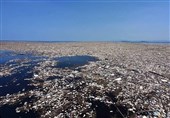 زباله‌های اقیانوسی زیستگاه جدید آبزیان