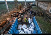 توزیع گوشت گرم  در بین نیازمندان در مناطق محروم گرگان