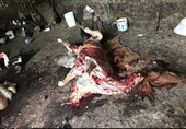 ‌‌کشتار و عرضه غیر‌مجاز گوشت دام در منطقه نایسر ‌سنندج/ بازداشت عامل ذبح ‌گوشت اسب‌