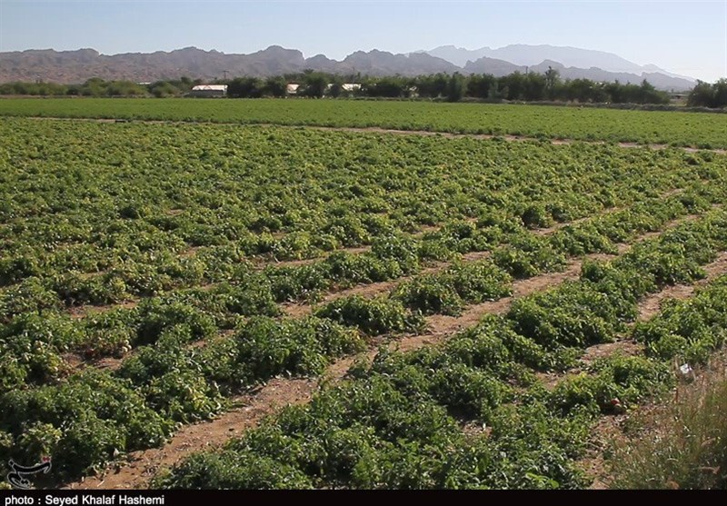 مشکل گوجه‌فرنگی کاران استان بوشهر با صادرات برطرف می‌شود + فیلم
