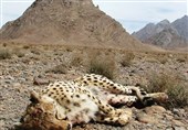 تلف شدن یک فرد یوزپلنگ ایرانی بر اثر تصادف در جاده سمنان