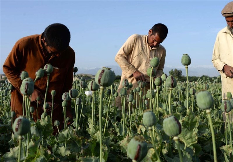 طالبان: از افزایش کشت و قاچاق مواد مخدر جلوگیری می‌کنیم
