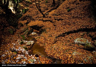 طبیعت پاییزی بهشهر