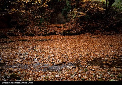 طبیعت پاییزی بهشهر