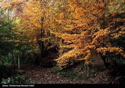 طبیعت پاییزی بهشهر