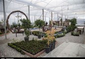 نخستین گلخانه کشت گیاهان دارویی شمال کشور در گنبدکاووس به بهره‌برداری رسید