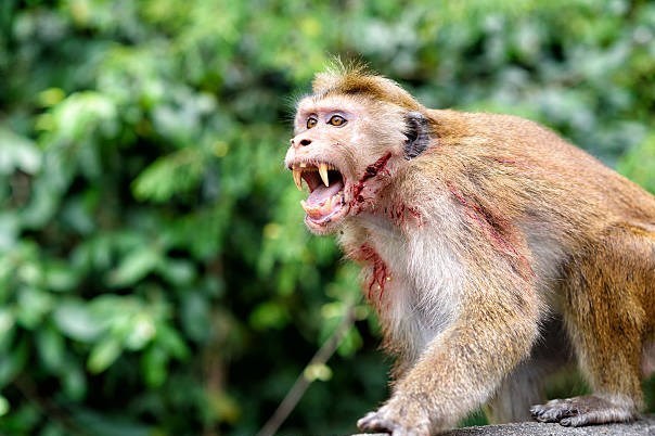 نگهداری میمون در خانه خطر ابتلا به &quot;آبله میمونی&quot; را افزایش می‌دهد!