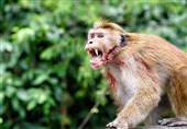 انتقال کشنده‌ترین بیماری‌ها به انسان با نگهداری &quot;میمون رزوس&quot; در خانه