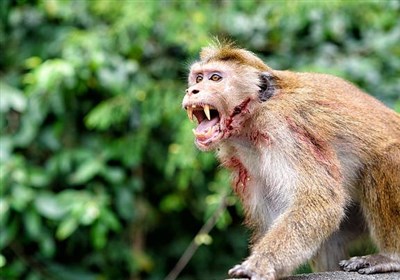  نگهداری میمون در خانه خطر ابتلا به "آبله میمونی" را افزایش می‌دهد! 