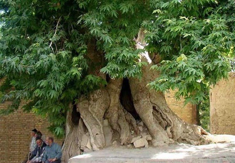 درخت ارس 1500 ساله ‌الموت قزوین ثبت ملی شد