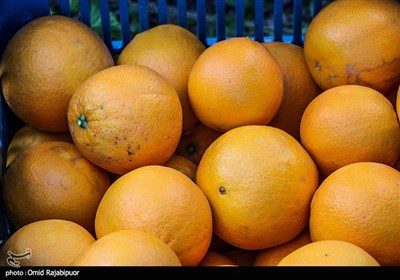  پرتقال در بازار فراوان شد/ عقب نشینی قیمت پرتقال تا نرخ‌های ۵ سال پیش 