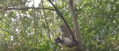 میمون های انتقام جو 250 توله سگ را کشتند