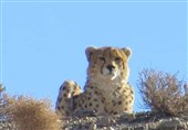 مشاهده یک &quot;یوزپلنگ ایرانی&quot; در 70 کیلومتری منطقه حفاظت‌شده توران + تصویر