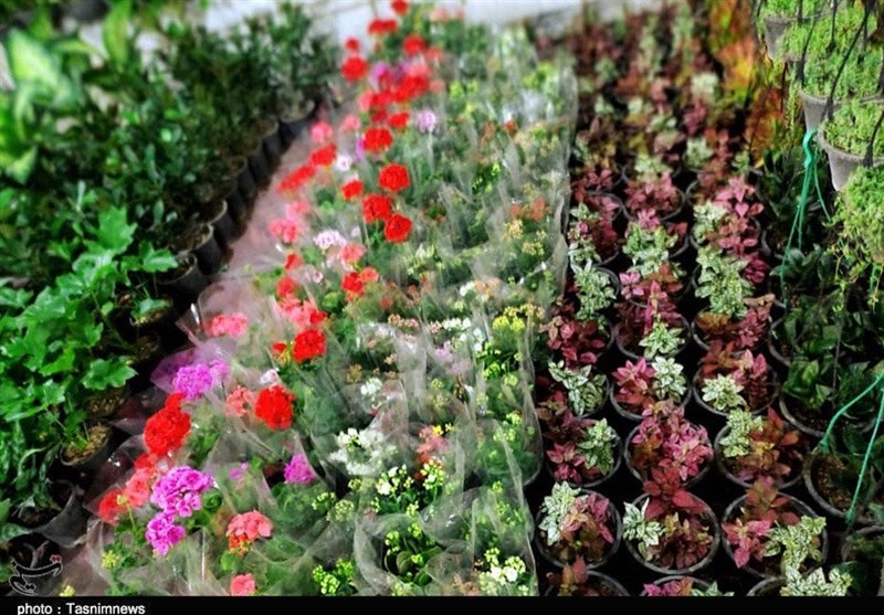 نمایشگاه گل و صنایع دستی 27 استان در بوشهر راه‌اندازی شد + تصویر