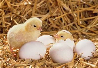  تخم مرغ وارداتی با ارز ترجیحی نهایتا ۷ هزار تومان می شود 