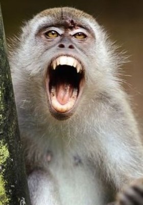  آیا هدف میمون‌های هندی از کشتار سگ‌ها انتقام‌جویی بود؟ 