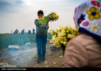 برداشت گل نرگس از مزارع مازندران