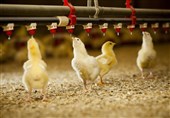 جوجه‌ریزی مرغ گوشتی در قزوین 11 درصد کاهش یافت + تصویر
