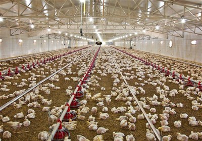 22.5 هزار تن گوشت مرغ در استان بوشهر تولید شد