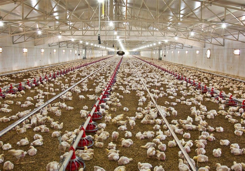40 هزار تن گوشت مرغ در استان بوشهر تولید شد