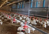 طرح بزرگ‌ترین زنجیره تولید مرغ تخمگذار کشور در همدان کلنگ‌زنی شد