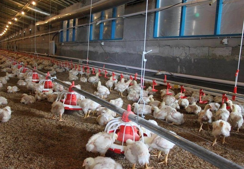افزایش 30 درصدی جوجه‌ریزی در استان چهارمحال و بختیاری / کمبود مرغ در بازار نداریم