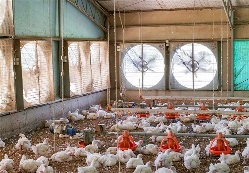 رشد 43 درصدی تولید مرغ در استان البرز