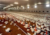 تولید 6000 تن گوشت مرغ در استان بوشهر‌
