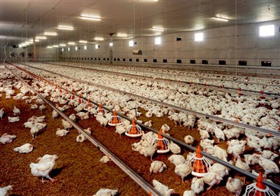  روایتی از توسعه پرورش نژاد اصیل مرغ ایرانی در کهگیلویه و بویراحمد/ "مرغ ایرانی" ۳۵ روزه آماده کشتار می‌شود 
