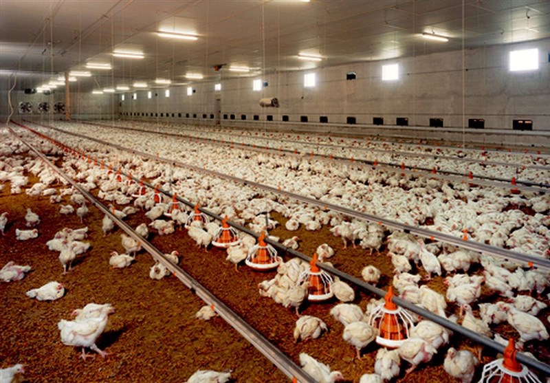 تولید مرغ در ایلام 6 برابر می‌شود