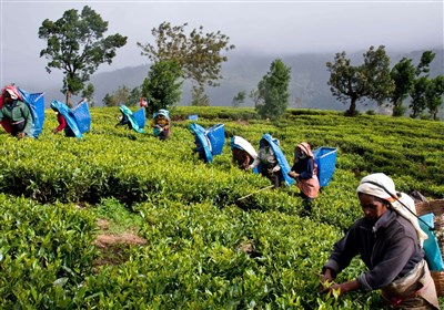  ضربه توافق پایاپای ایران و سریلانکا به صادرات چای هند 