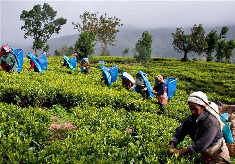 ضربه توافق پایاپای ایران و سریلانکا به صادرات چای هند
