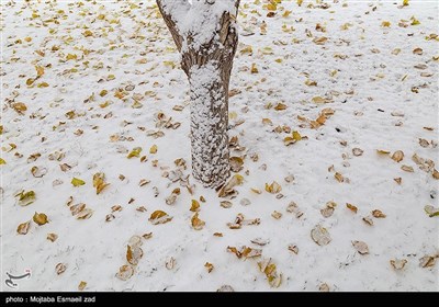 بارش اولین برف زمستانی در ارومیه