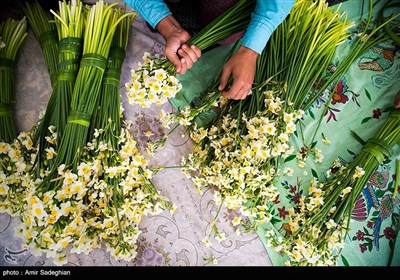 برداشت گل نرگس از باغات شهرستان خفر فارس