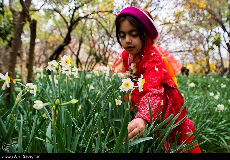 برداشت گل نرگس از باغات شهرستان خفر فارس
