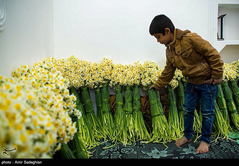 استان فارس بر سکوی نخست تولید گل نرگس؛ خام‌فروشی مانع ارزآوری است